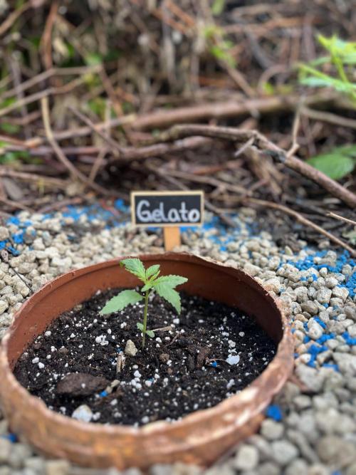 The Hobbit Hole Outdoor Grow 2026. Week 2