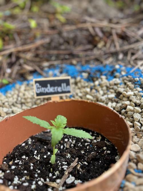 The Hobbit Hole Outdoor Grow 2026. Week 2