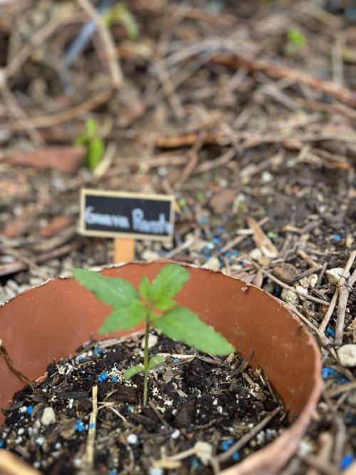 The Hobbit Hole Outdoor Grow 2026. Week 2