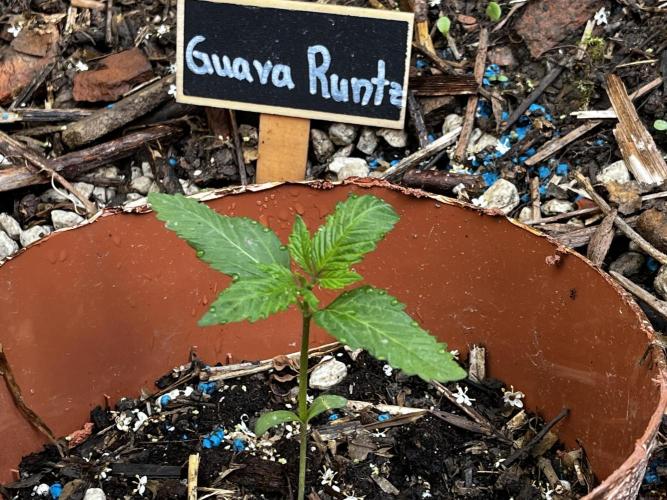 The Hobbit Hole Outdoor Grow 2026. Week 2