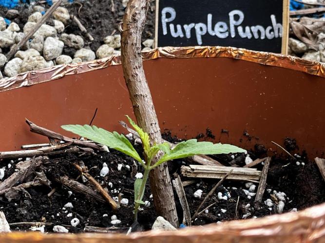 The Hobbit Hole Outdoor Grow 2026. Week 2