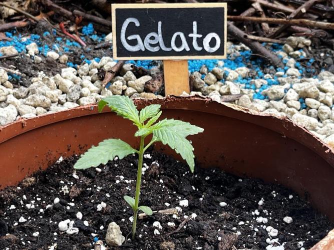 The Hobbit Hole Outdoor Grow 2026. Week 2