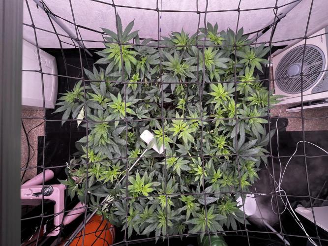 Laughing Buddha |SpiderFarmer| solo run. Week 11