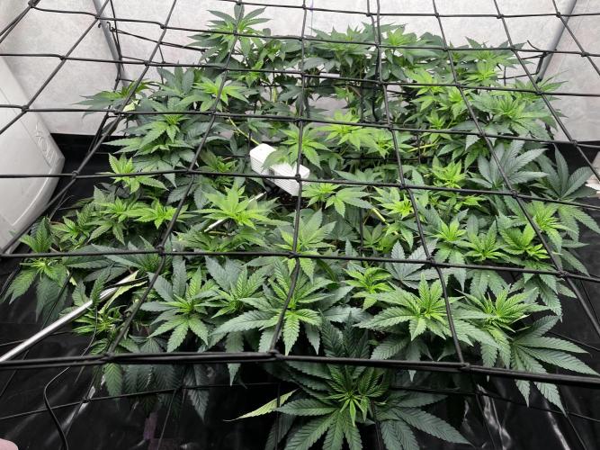 Laughing Buddha |SpiderFarmer| solo run. Week 11