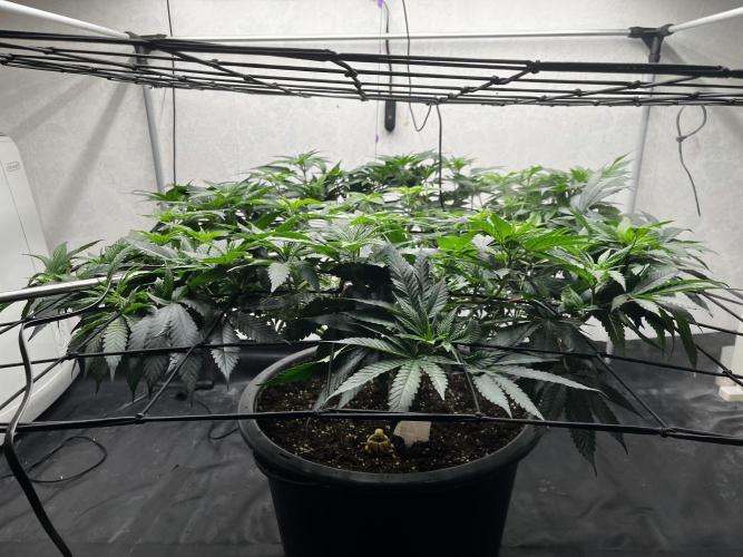 Laughing Buddha |SpiderFarmer| solo run. Week 11