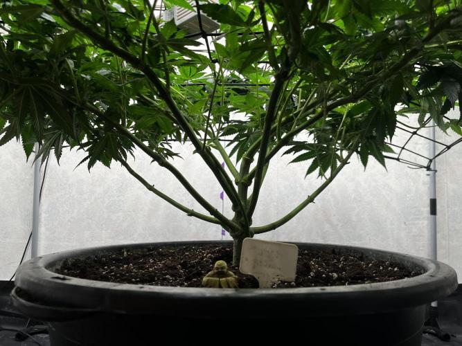 Laughing Buddha |SpiderFarmer| solo run. Week 11