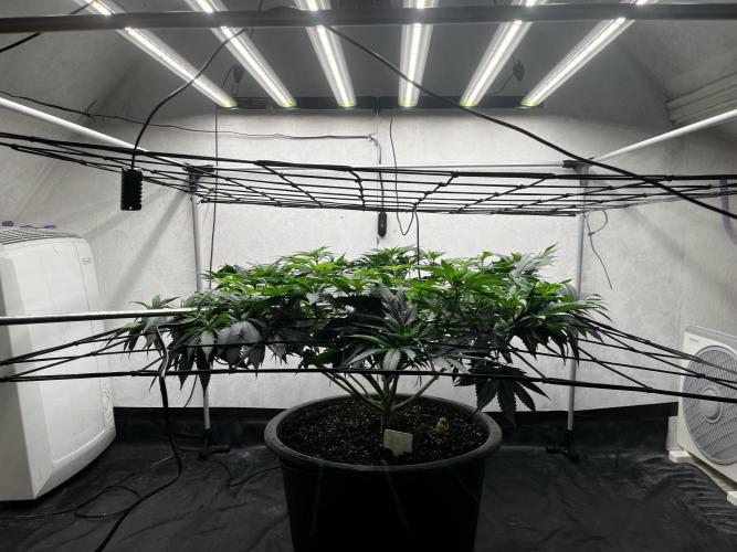 Laughing Buddha |SpiderFarmer| solo run. Week 11