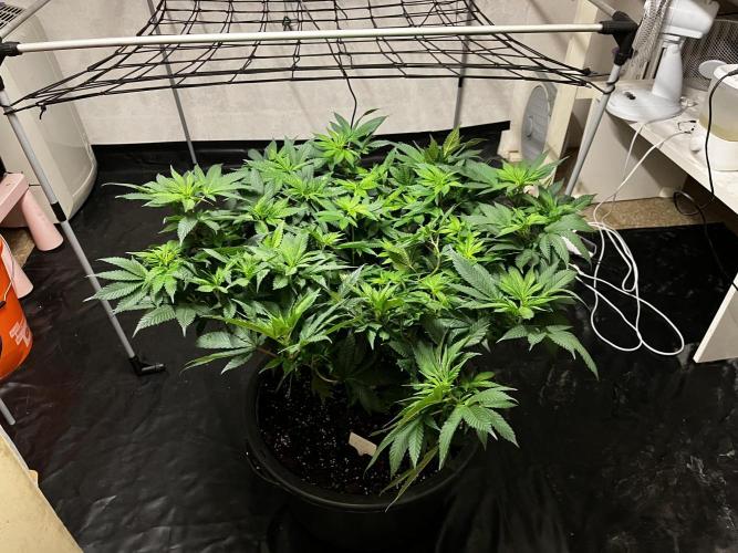 Laughing Buddha |SpiderFarmer| solo run. Week 11