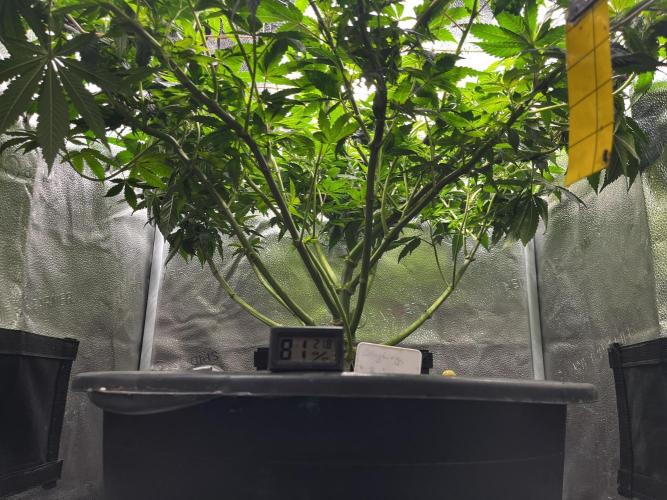 Laughing Buddha |SpiderFarmer| solo run. Week 11