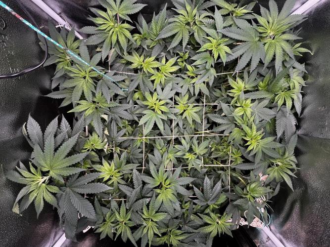 Laughing Buddha |SpiderFarmer| solo run. Week 11