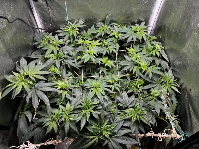 Laughing Buddha |SpiderFarmer| solo run. Week 11