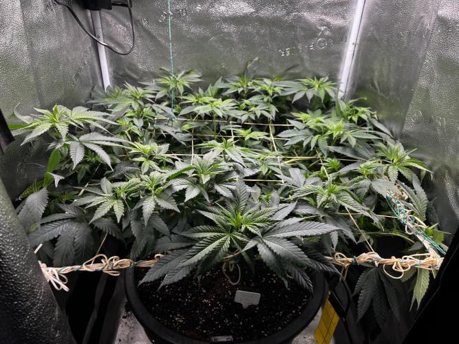 Laughing Buddha |SpiderFarmer| solo run. Week 11