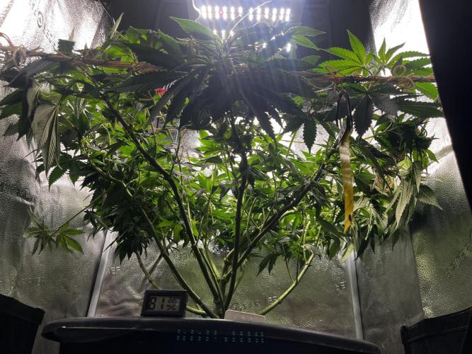 Laughing Buddha |SpiderFarmer| solo run. Week 11