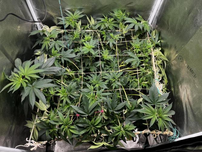 Laughing Buddha |SpiderFarmer| solo run. Week 11