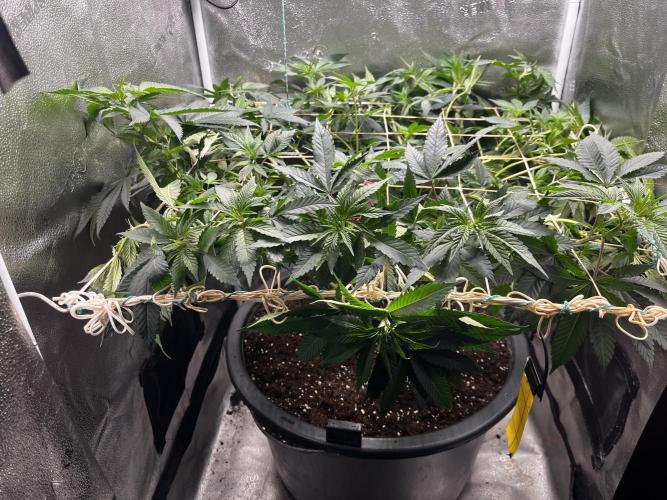Laughing Buddha |SpiderFarmer| solo run. Week 11
