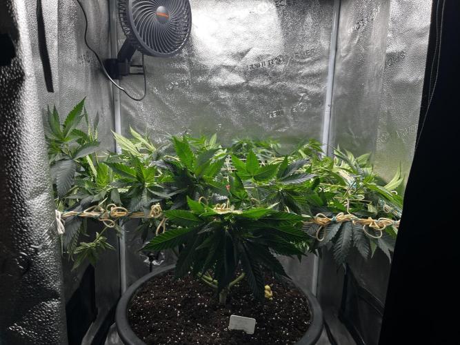 Laughing Buddha |SpiderFarmer| solo run. Week 11