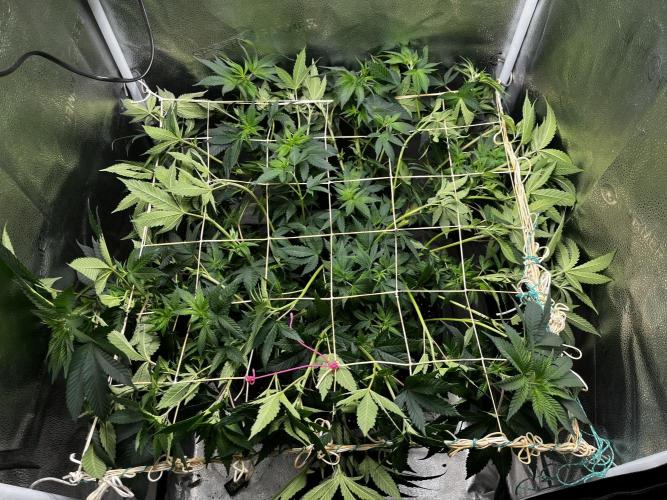 Laughing Buddha. Week 11