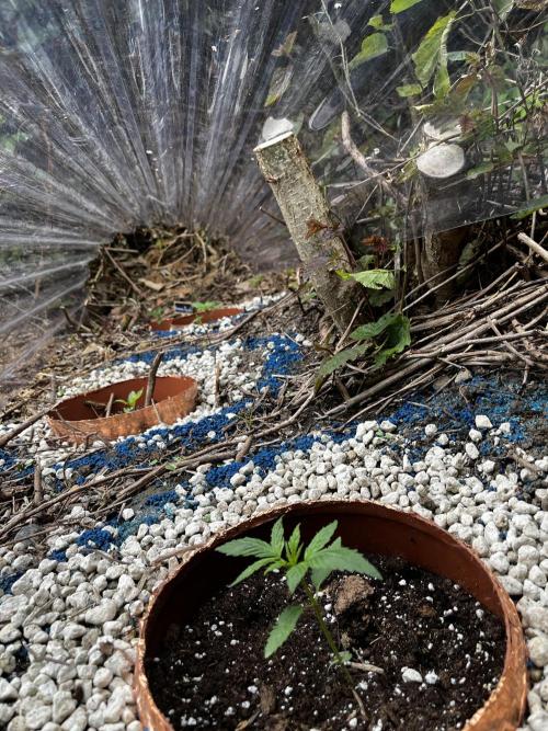 The Hobbit Hole Outdoor Grow 2026. Week 3
