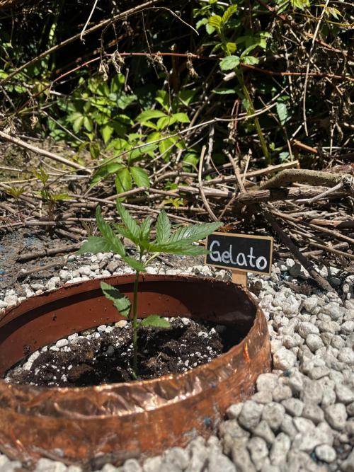 The Hobbit Hole Outdoor Grow 2026. Week 3