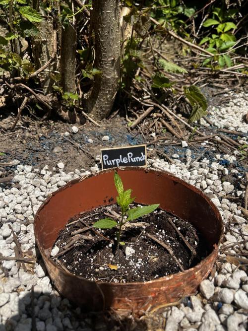The Hobbit Hole Outdoor Grow 2026. Week 3