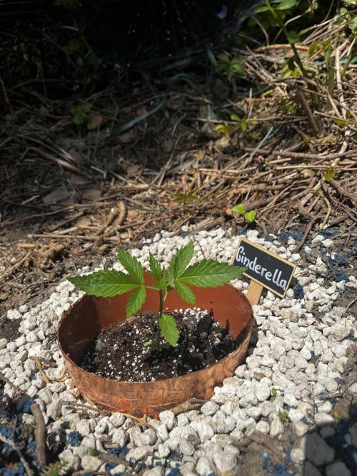 The Hobbit Hole Outdoor Grow 2026. Week 3