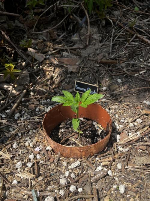 The Hobbit Hole Outdoor Grow 2026. Week 3