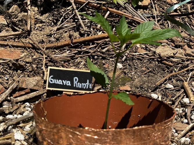 The Hobbit Hole Outdoor Grow 2026. Week 3