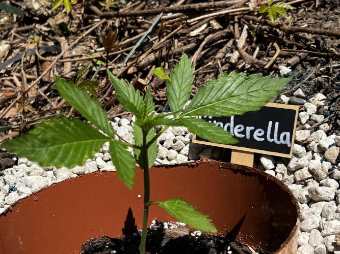 The Hobbit Hole Outdoor Grow 2026. Week 3