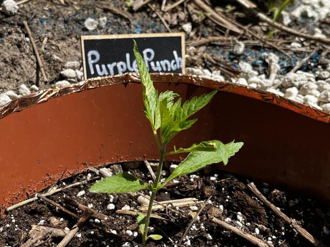The Hobbit Hole Outdoor Grow 2026. Week 3