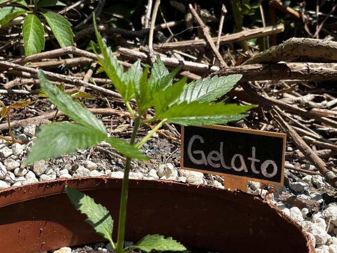 The Hobbit Hole Outdoor Grow 2026. Week 3