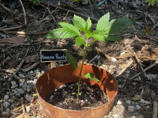 The Hobbit Hole Outdoor Grow 2026. Week 3