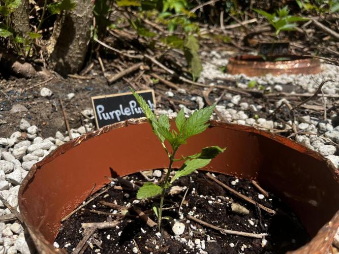 The Hobbit Hole Outdoor Grow 2026. Week 3