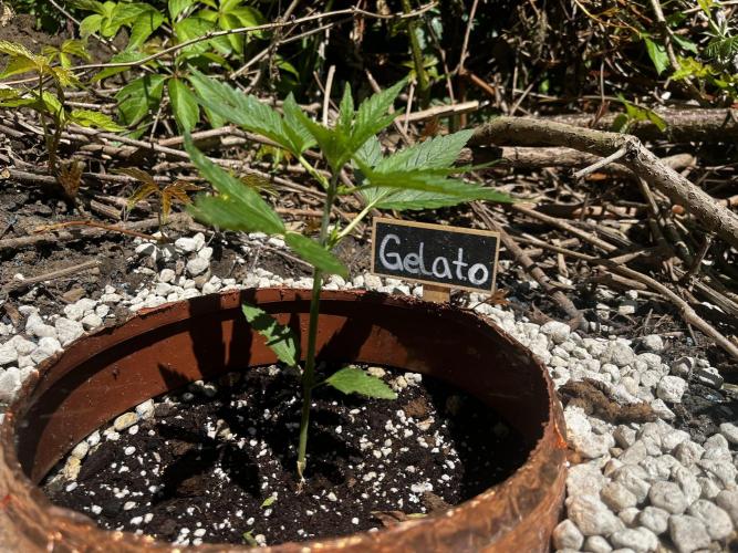 The Hobbit Hole Outdoor Grow 2026. Week 3