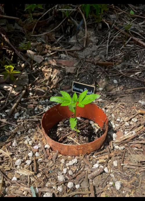 The Hobbit Hole Outdoor Grow 2026