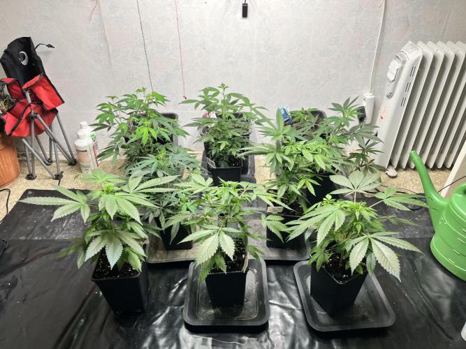 Mixed grow 24/25. Week 4