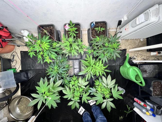 Mixed grow 24/25. Week 4
