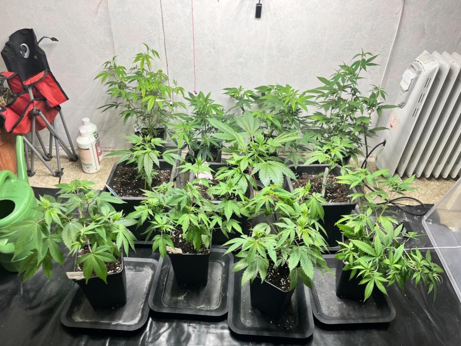 Mixed grow 24/25. Week 6