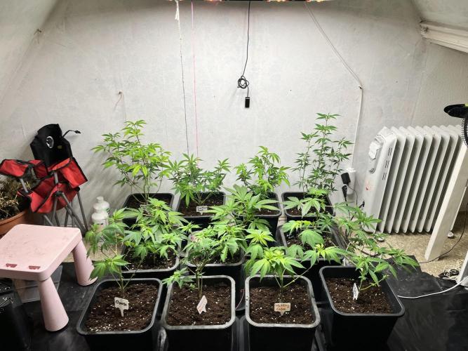 Mixed grow 24/25. Week 7
