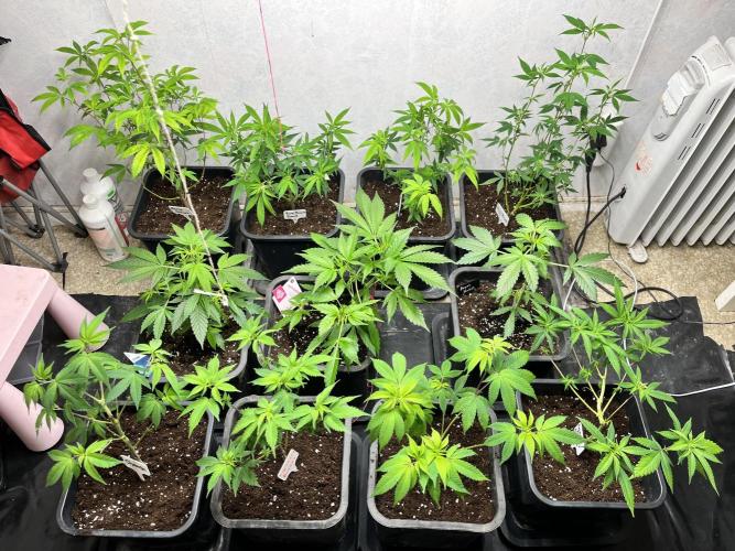 Mixed grow 24/25. Week 7