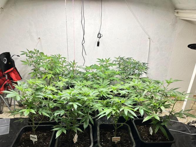 Mixed grow 24/25. Week 8
