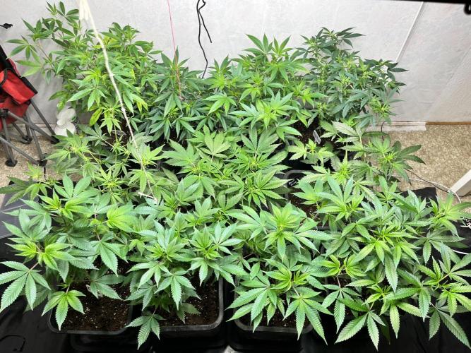 Mixed grow 24/25. Week 8
