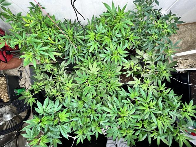 Mixed grow 24/25. Week 8