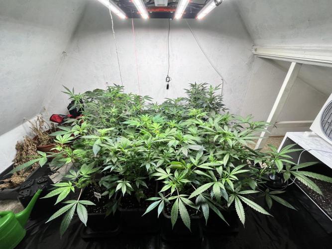 Mixed grow 24/25. Week 9