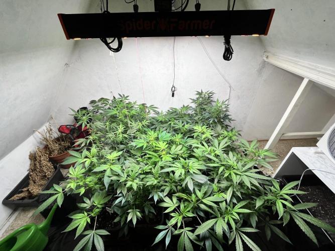 Mixed grow 24/25. Week 9
