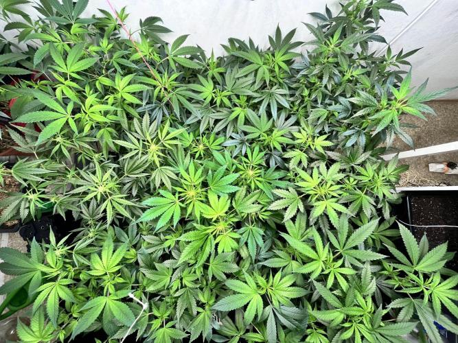 Mixed grow 24/25. Week 9
