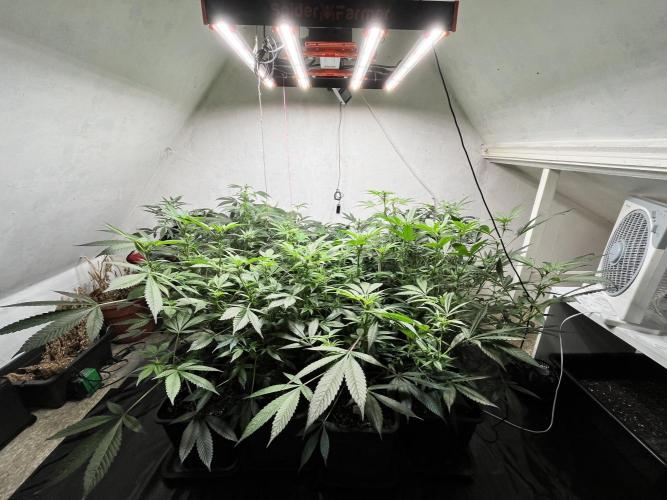 Mixed grow 24/25. Week 11