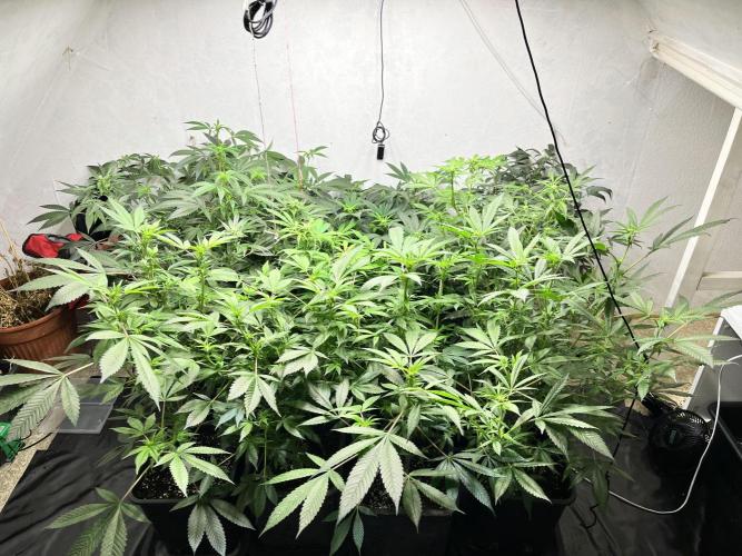 Mixed grow 24/25. Week 11