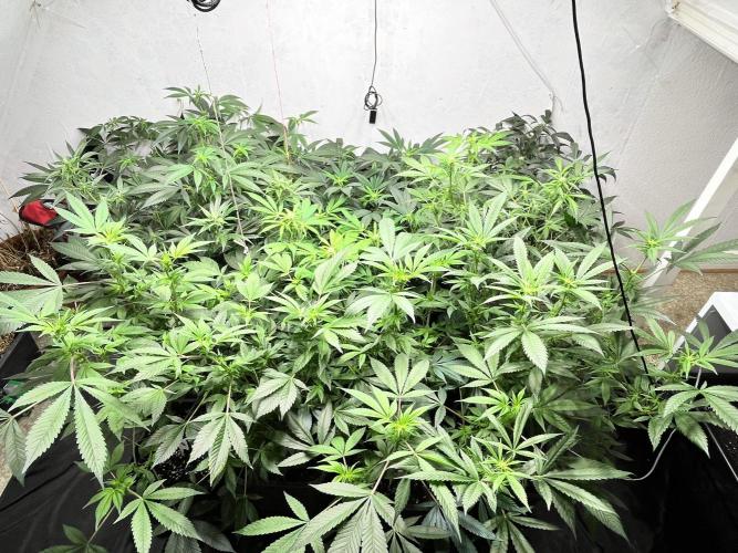 Mixed grow 24/25. Week 11