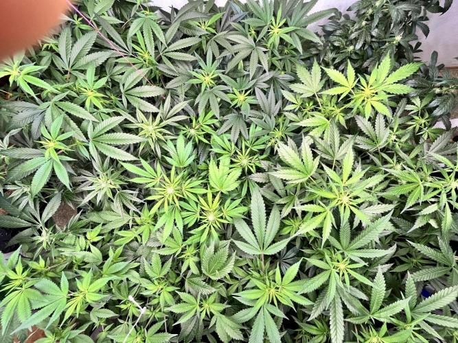 Mixed grow 24/25. Week 11