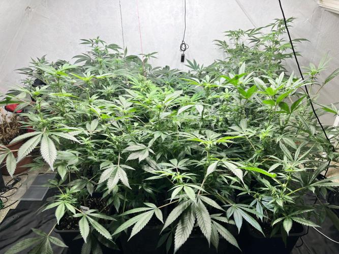Mixed grow 24/25. Week 12